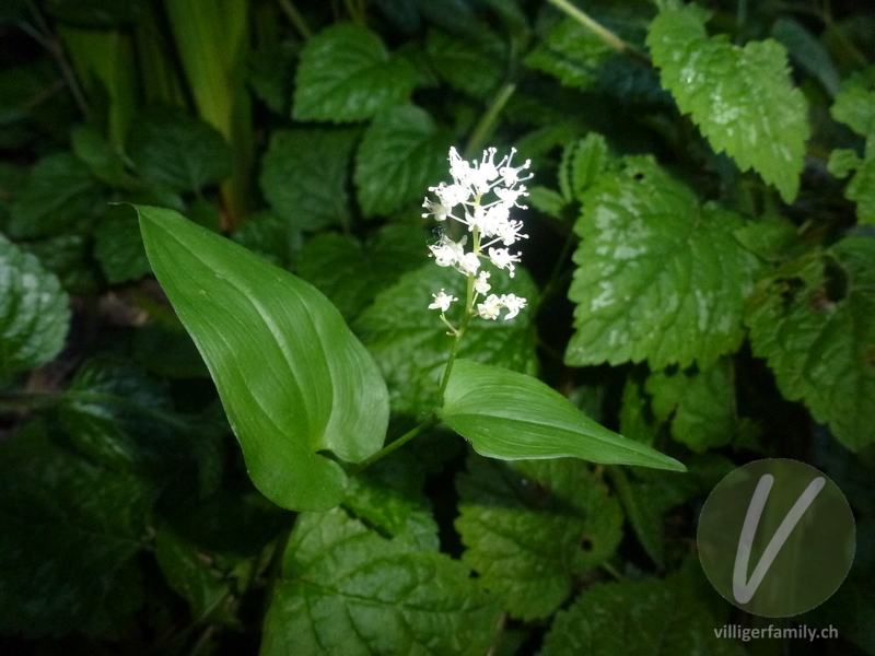 Zweiblättrige Schattenblume: Übersicht